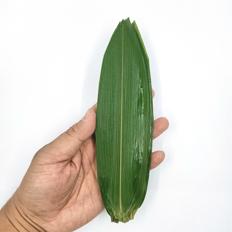 Green Fresh Sushi Rolling Bamboo Leaf 5-11 cm for Rice Dumplings