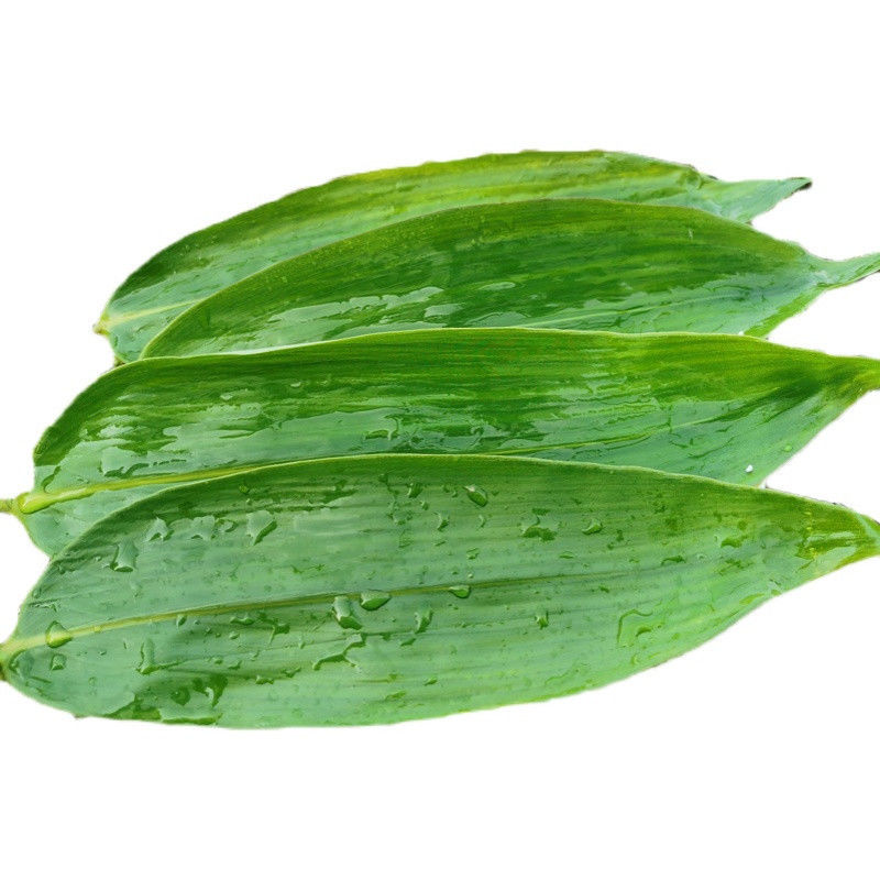 Japan Sushi Plates Decoration Green Fresh Dried Bamboo Leaves